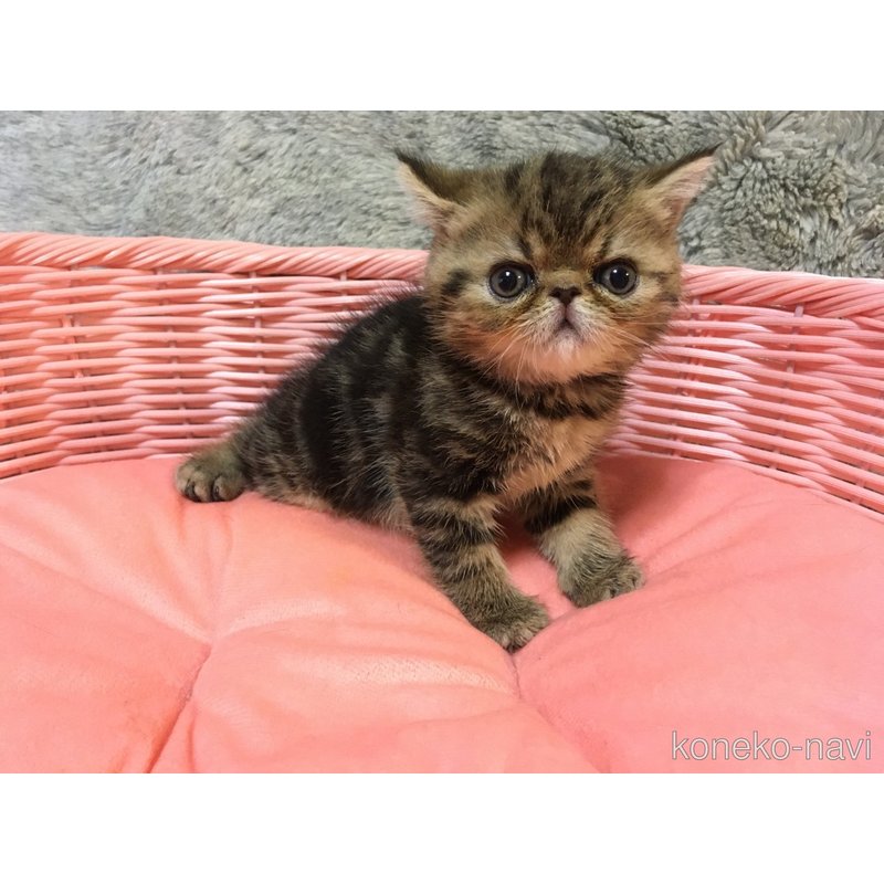 販売中の神奈川県のエキゾチックショートヘア-123402の9枚目