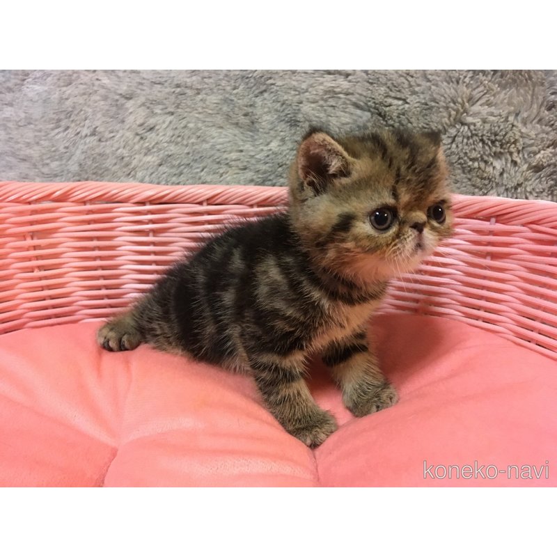 販売中の神奈川県のエキゾチックショートヘア-123402の8枚目