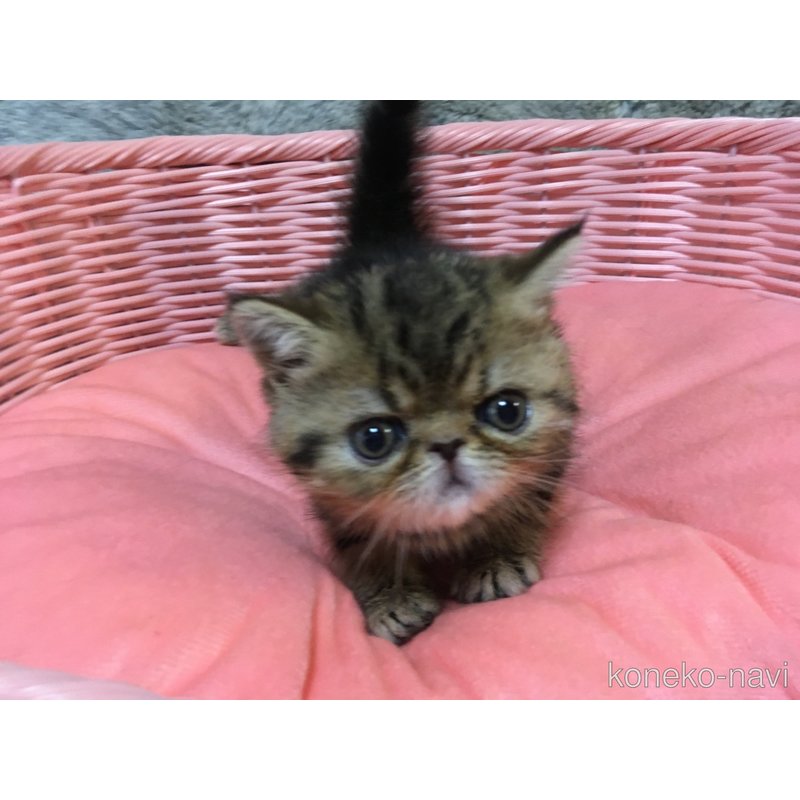 販売中の神奈川県のエキゾチックショートヘア-123402の6枚目