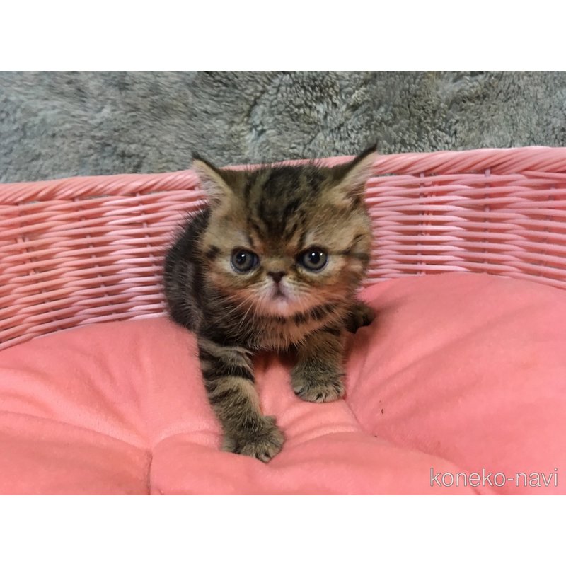 販売中の神奈川県のエキゾチックショートヘア-123402の2枚目
