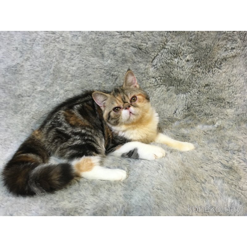 販売中の神奈川県のエキゾチックショートヘア-113826の3枚目