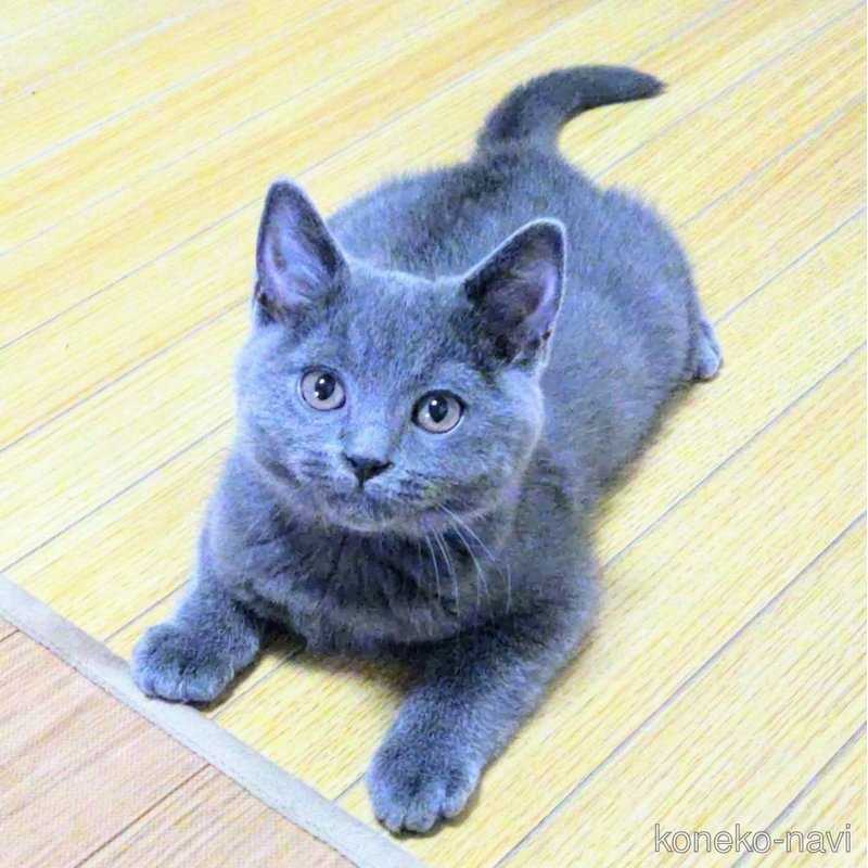 販売中の静岡県のシャルトリュー-123408の6枚目