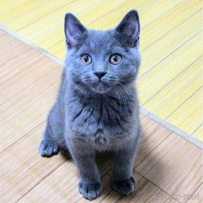 販売中の静岡県のシャルトリュー-123408の7枚目