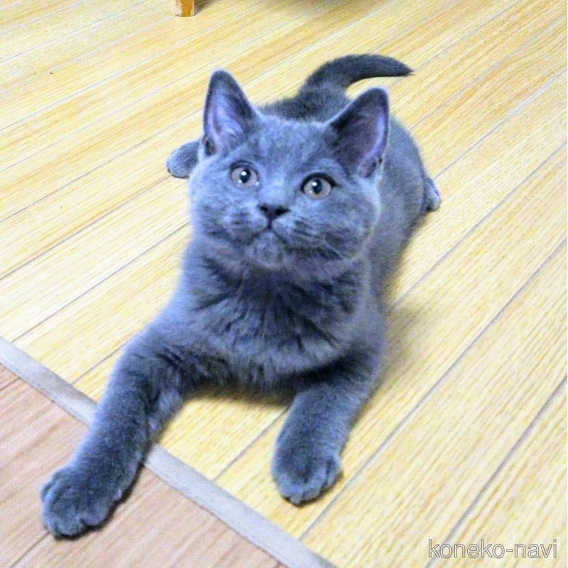 販売中の静岡県のシャルトリュー-123408の3枚目