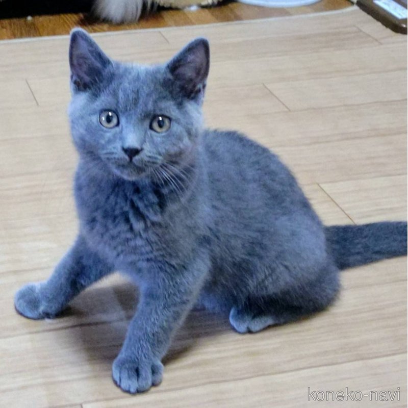 販売中の静岡県のシャルトリュー-123408の4枚目