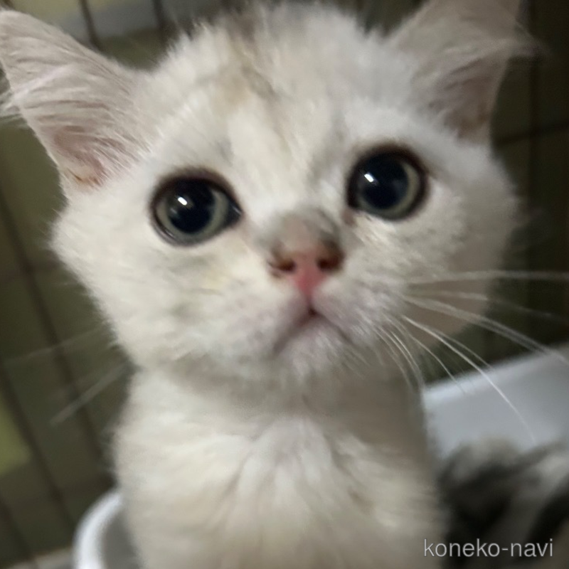 販売中の群馬県のブリティッシュショートヘア-123431