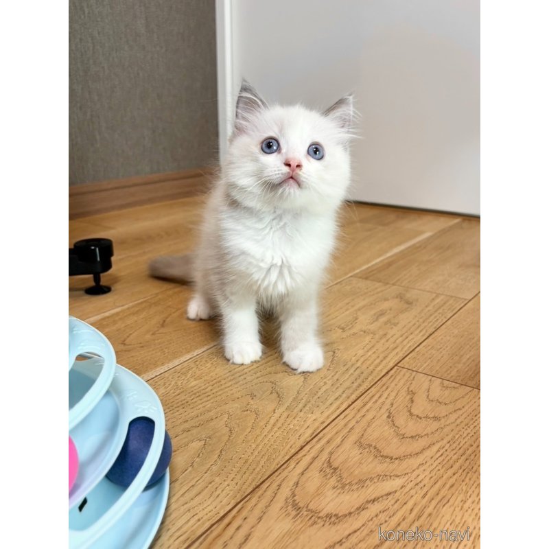 販売中の静岡県のラグドール-123430の3枚目