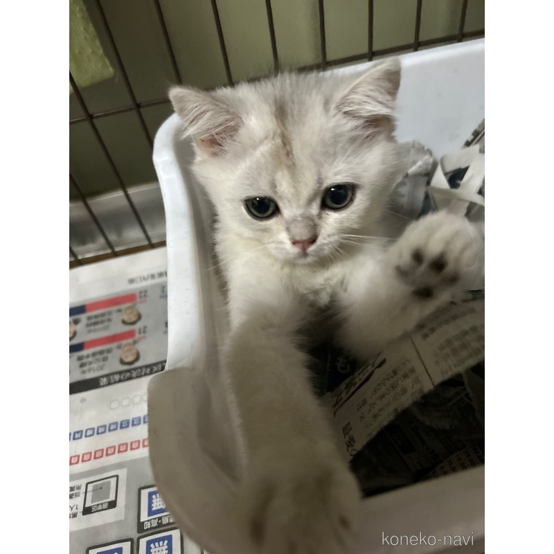 成約済の群馬県のブリティッシュショートヘア-123431の2枚目