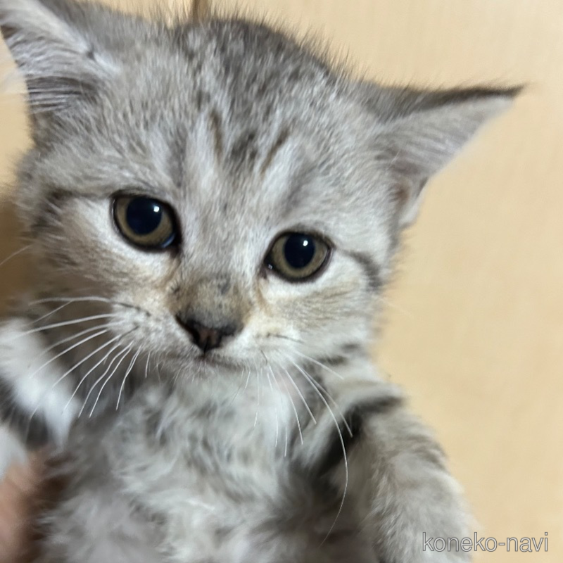 成約済の群馬県のスコティッシュフォールド-123174の1枚目