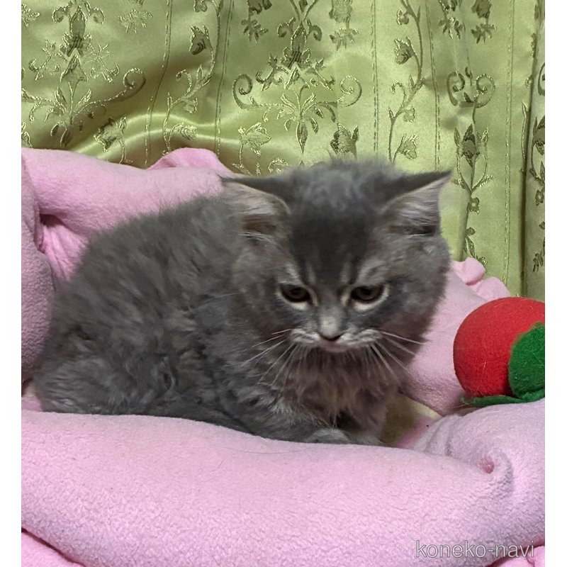 販売中の神奈川県のスコティッシュフォールド(折れ耳)-123437の8枚目