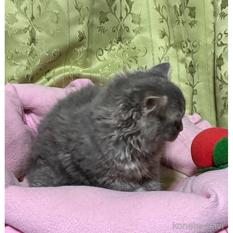 販売中の神奈川県のスコティッシュフォールド(折れ耳)-123437の3枚目