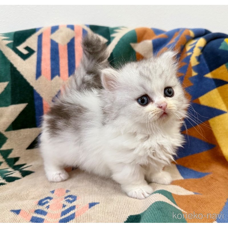 成約済の神奈川県のミヌエット-122633の6枚目