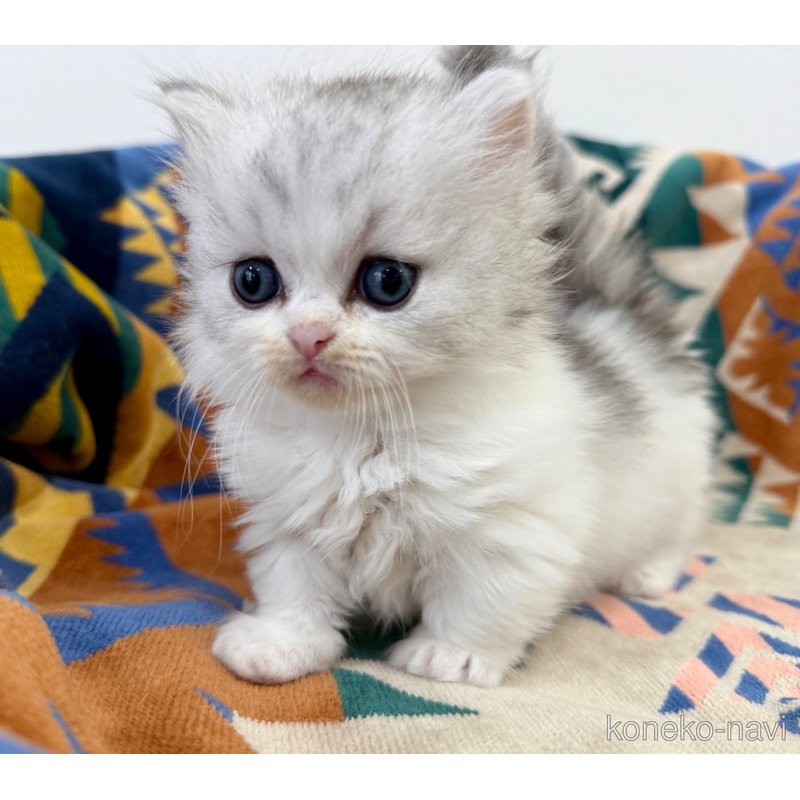 成約済の神奈川県のミヌエット-122633の7枚目