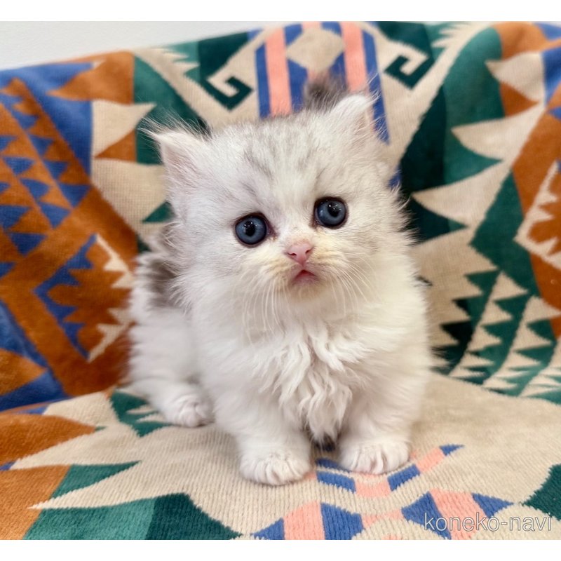 成約済の神奈川県のミヌエット-122633の8枚目