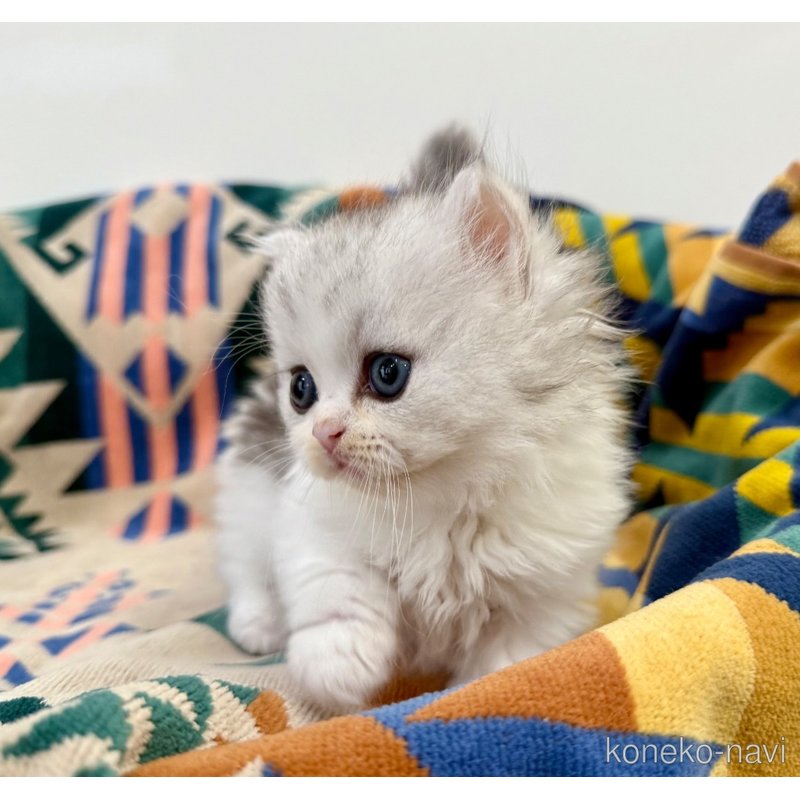 成約済の神奈川県のミヌエット-122633の9枚目