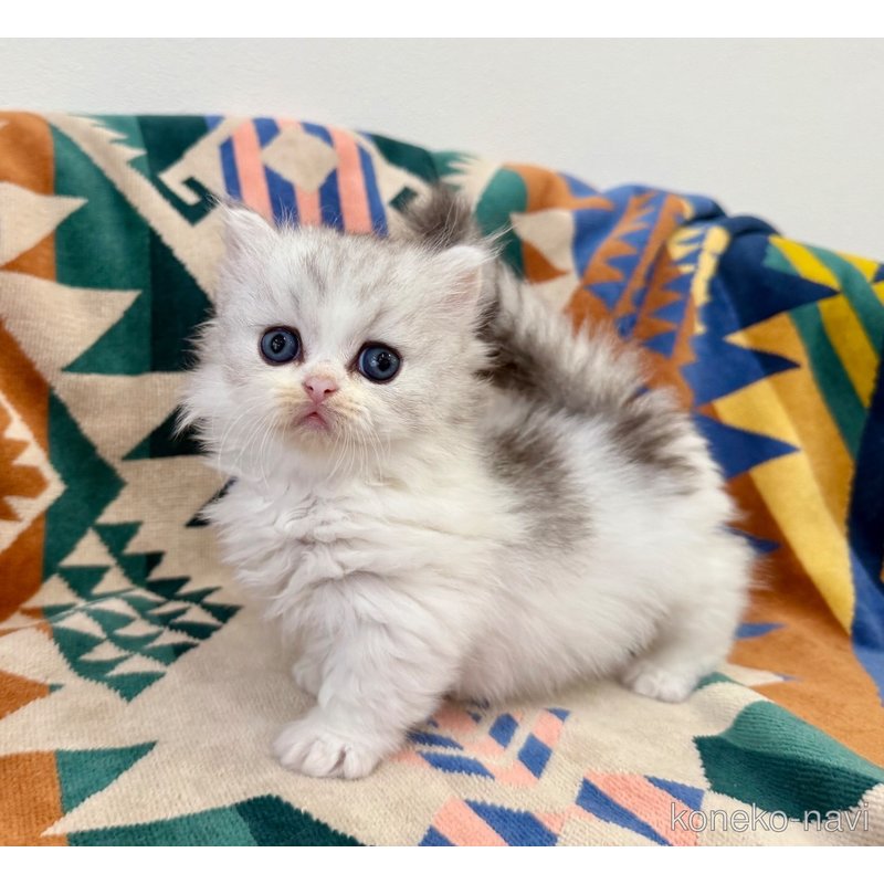 成約済の神奈川県のミヌエット-122633の2枚目