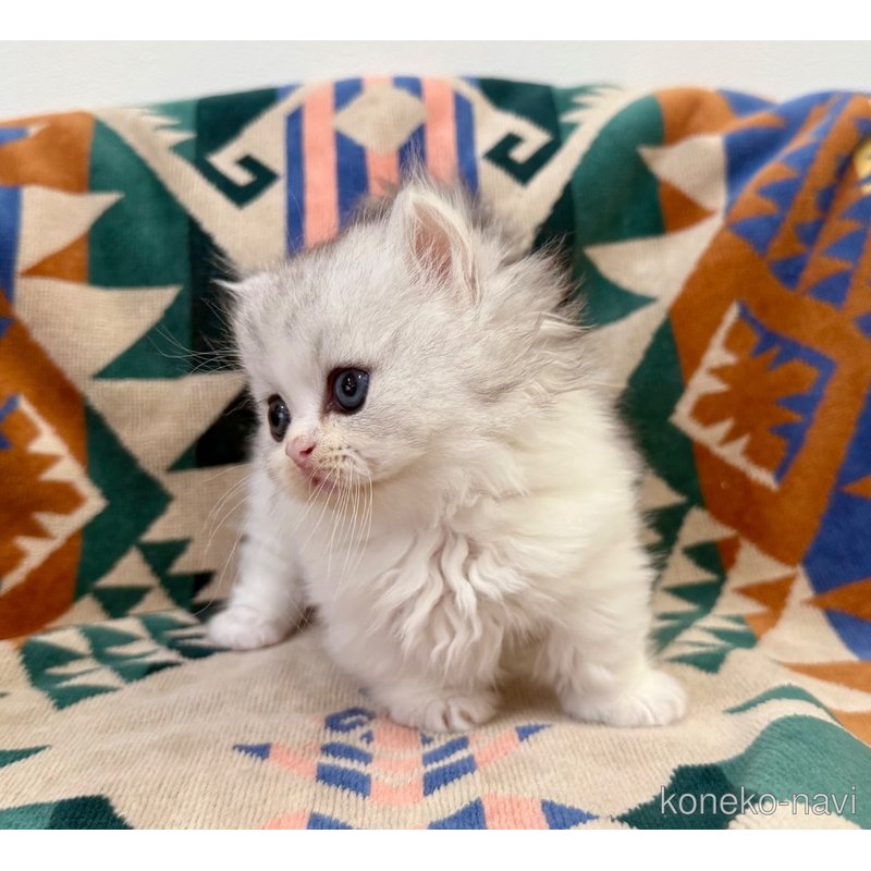 成約済の神奈川県のミヌエット-122633の3枚目