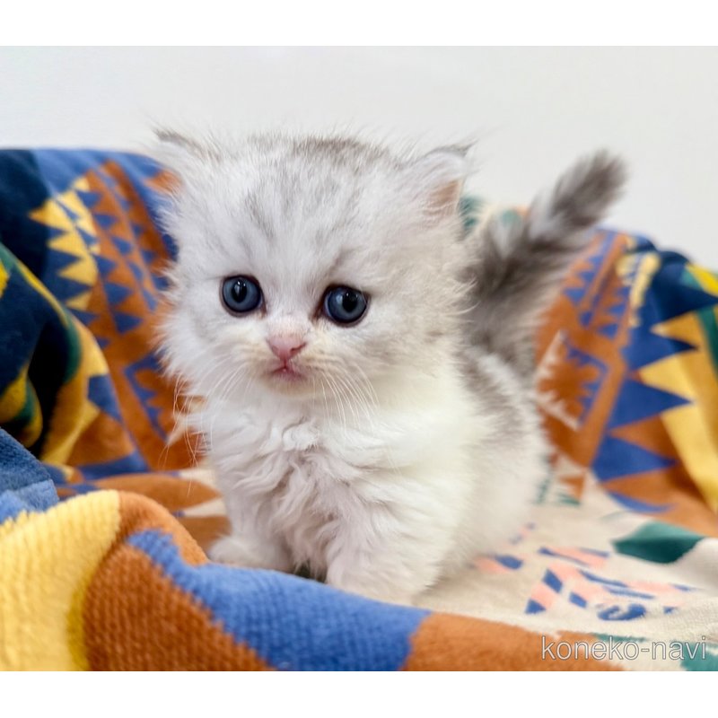 成約済の神奈川県のミヌエット-122633の5枚目