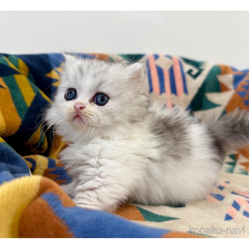 成約済の神奈川県のミヌエット-122633の4枚目