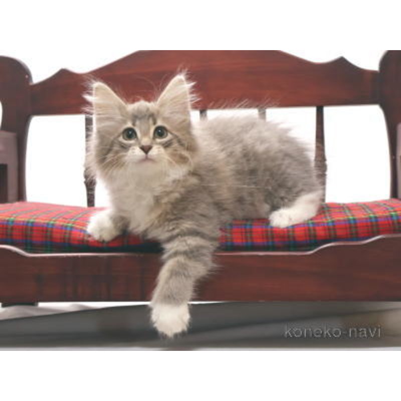 販売中の静岡県のノルウェージャンフォレストキャット-121866の2枚目