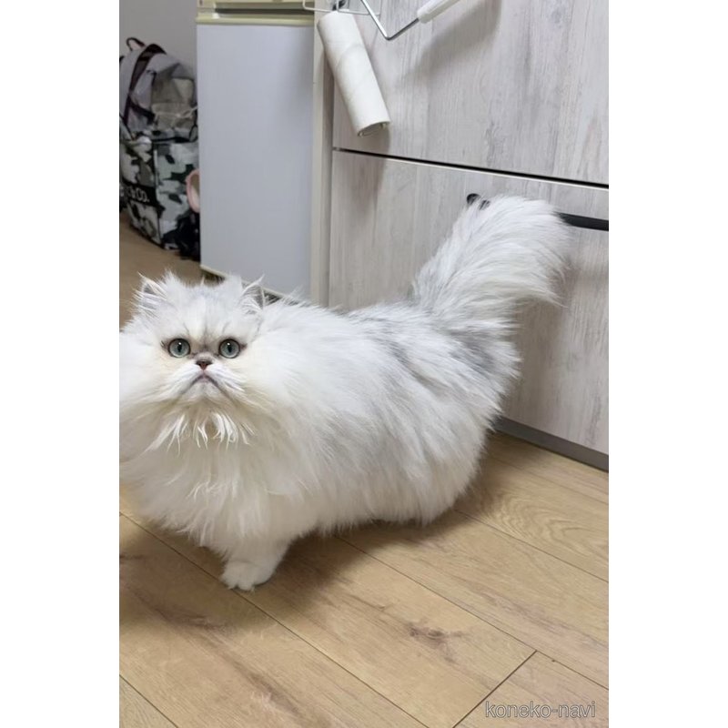 ののペルシャ(チンチラ)-