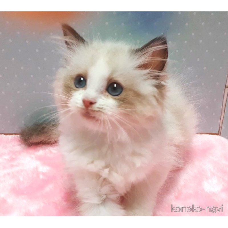 販売中の岐阜県のラグドール-122957
