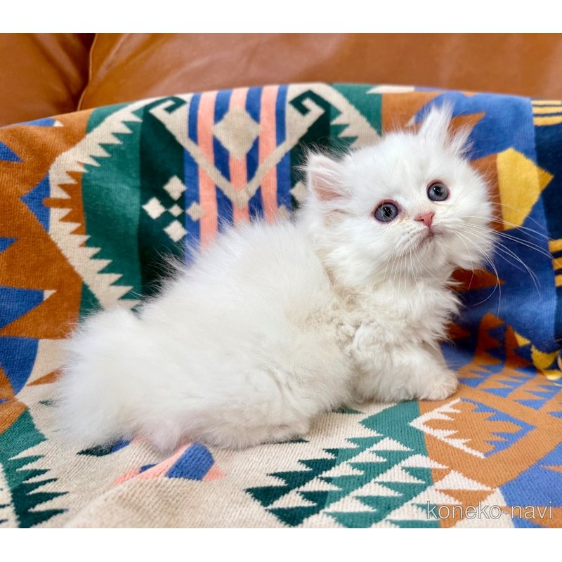 成約済の神奈川県のミヌエット-121034の4枚目