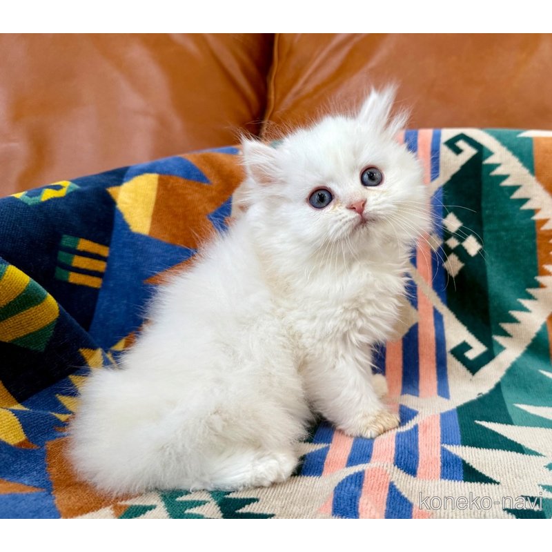 成約済の神奈川県のミヌエット-121034の6枚目