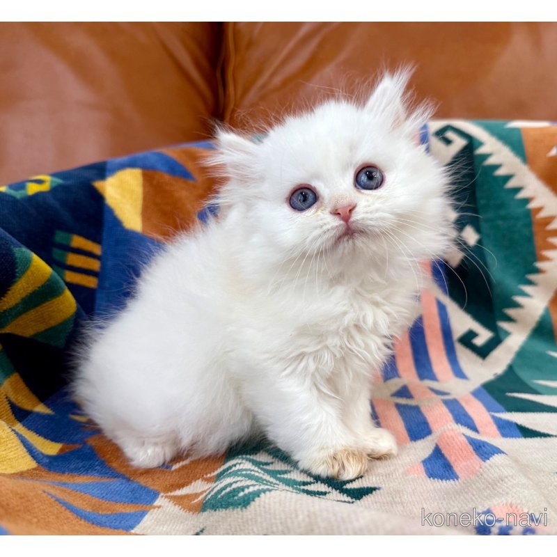 成約済の神奈川県のミヌエット-121034の7枚目