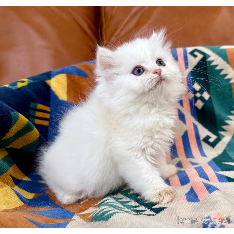 成約済の神奈川県のミヌエット-121034の2枚目