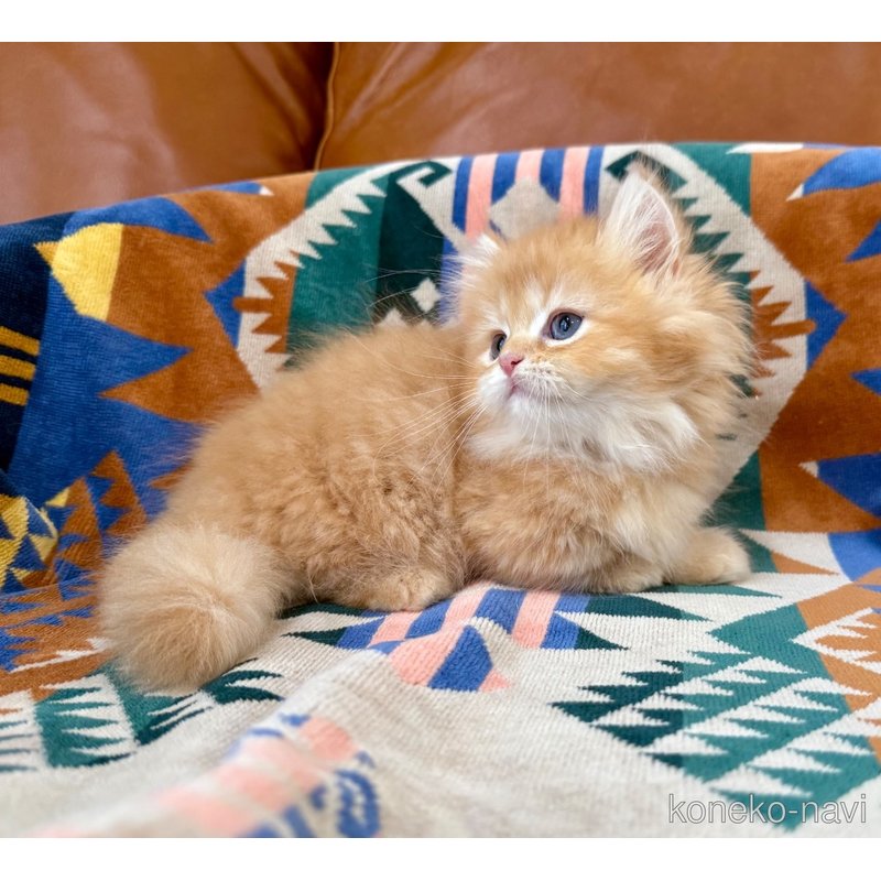 成約済の神奈川県のミヌエット-121035の7枚目