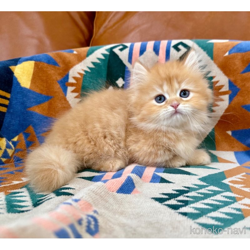 成約済の神奈川県のミヌエット-121035の6枚目