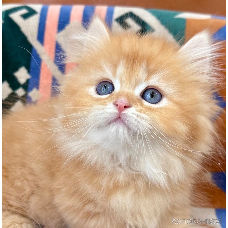 成約済の神奈川県のミヌエット-121035の1枚目