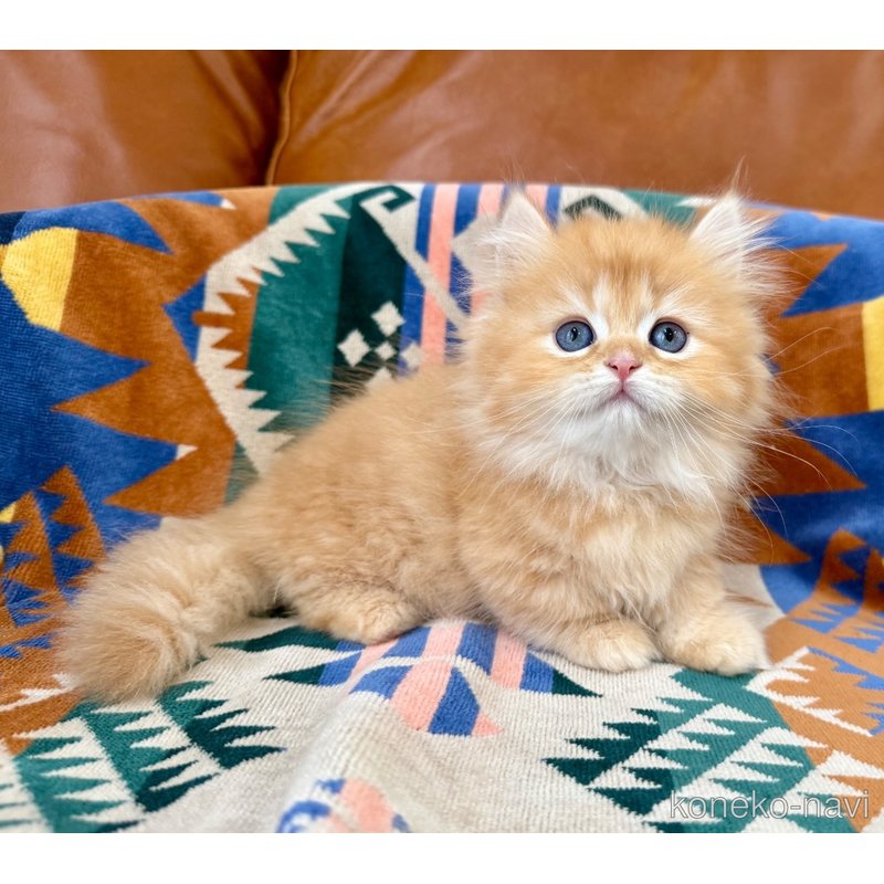 成約済の神奈川県のミヌエット-121035の9枚目