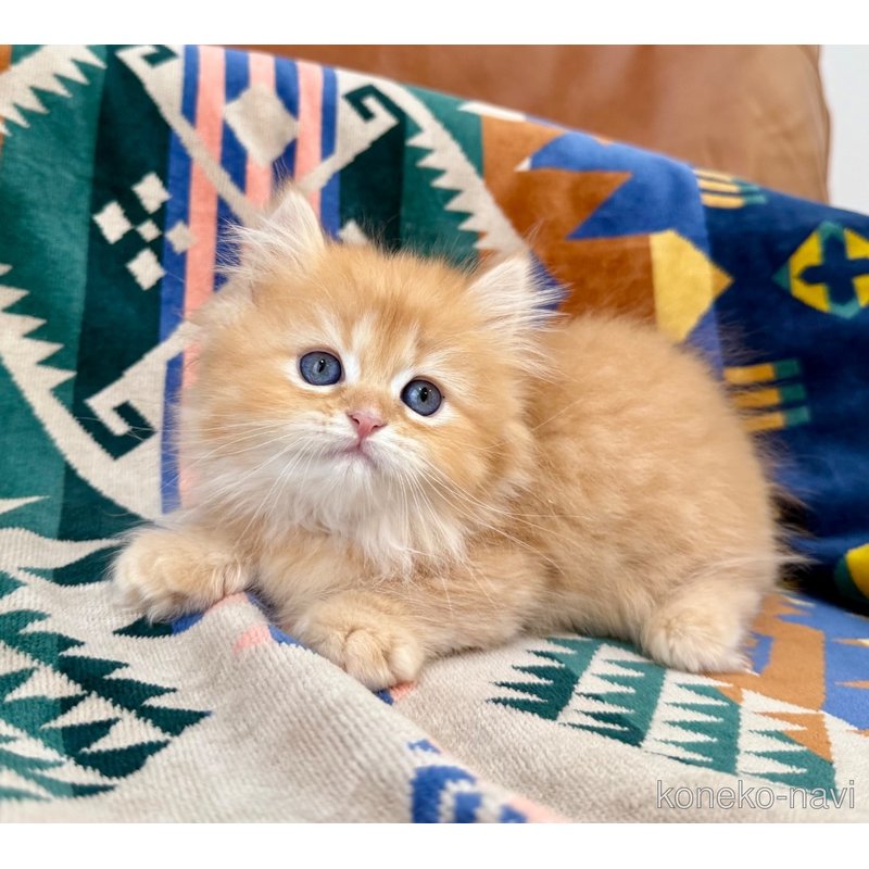 成約済の神奈川県のミヌエット-121035の8枚目