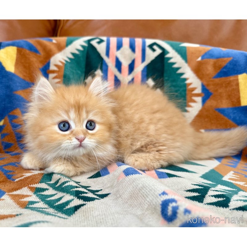 成約済の神奈川県のミヌエット-121035の5枚目