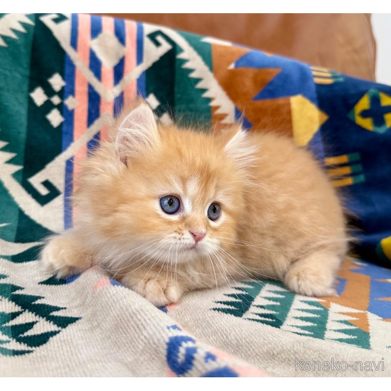 成約済の神奈川県のミヌエット-121035の3枚目