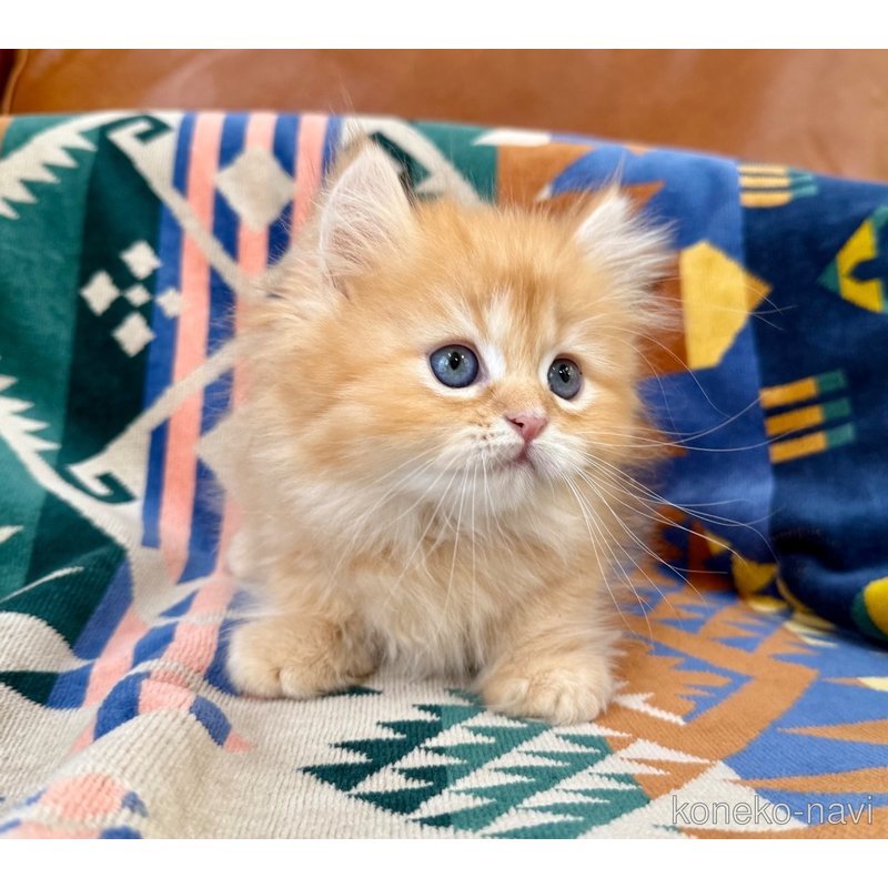 成約済の神奈川県のミヌエット-121035の2枚目