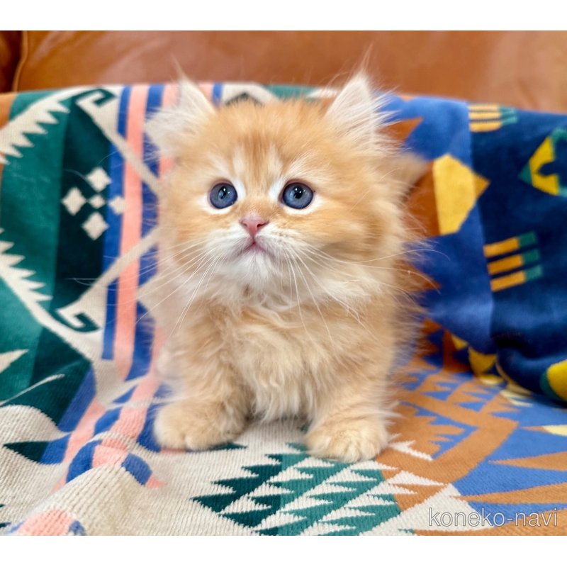 成約済の神奈川県のミヌエット-121035の4枚目