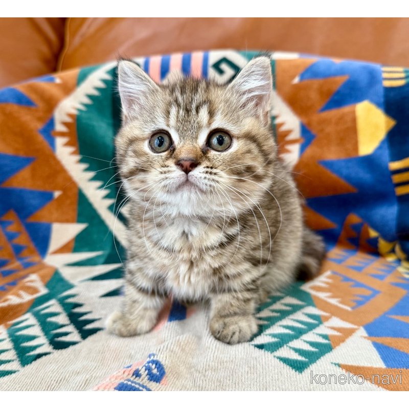 成約済の神奈川県のマンチカン-118762の3枚目