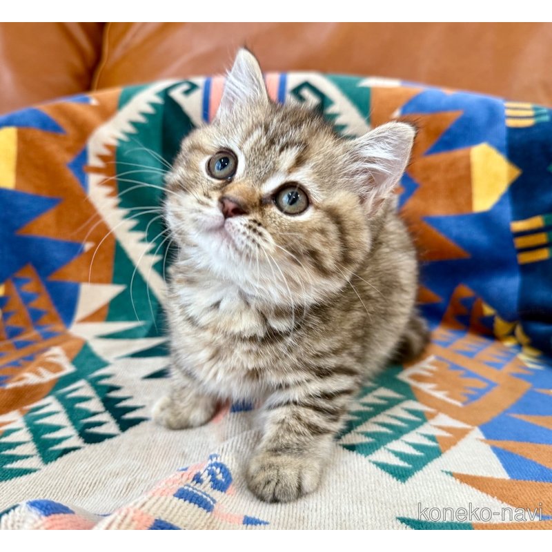 成約済の神奈川県のマンチカン-118762の4枚目