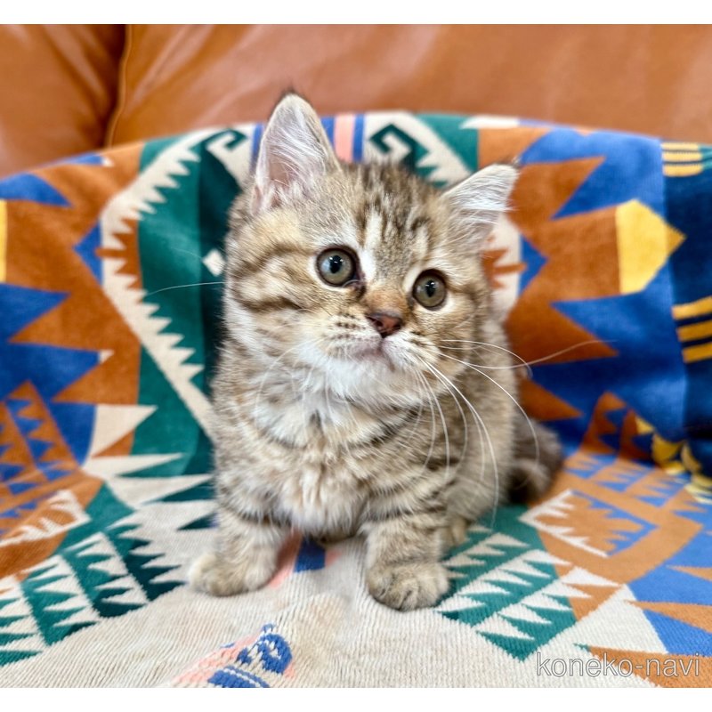 成約済の神奈川県のマンチカン-118762の6枚目