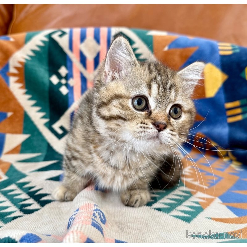 成約済の神奈川県のマンチカン-118762の5枚目