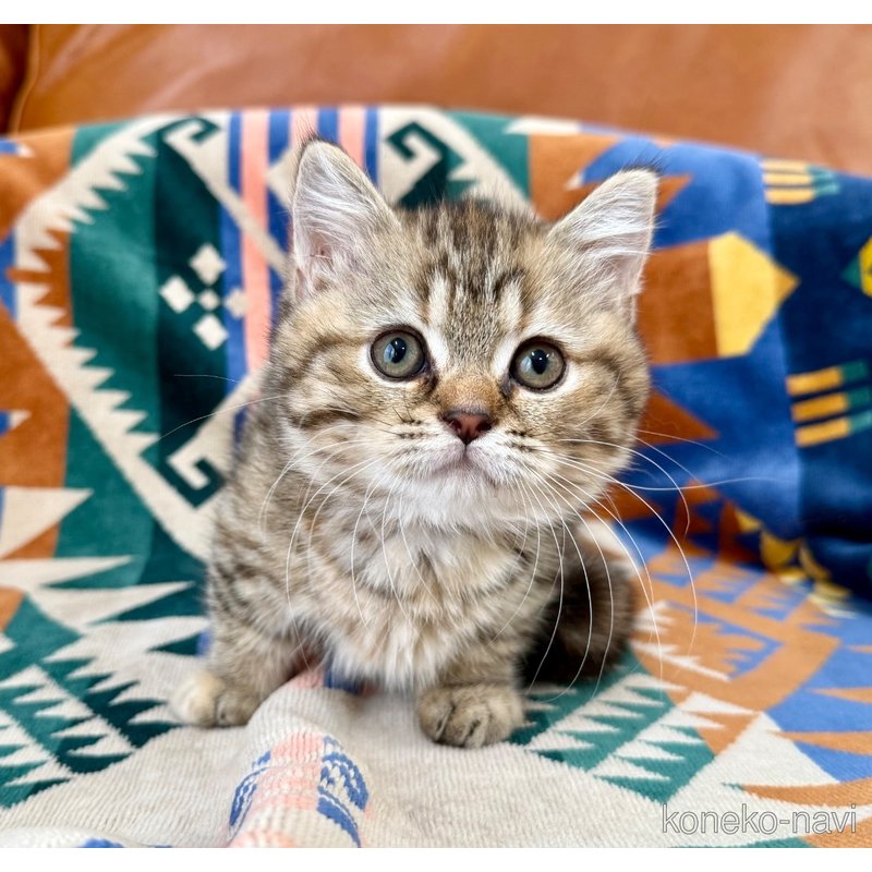 成約済の神奈川県のマンチカン-118762の7枚目