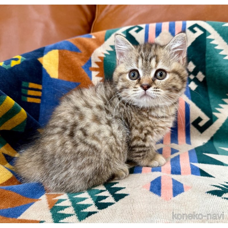 成約済の神奈川県のマンチカン-118762