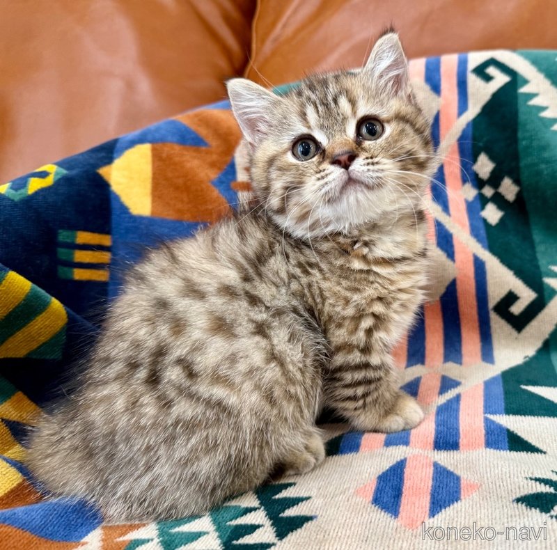 成約済の神奈川県のマンチカン-118762の2枚目