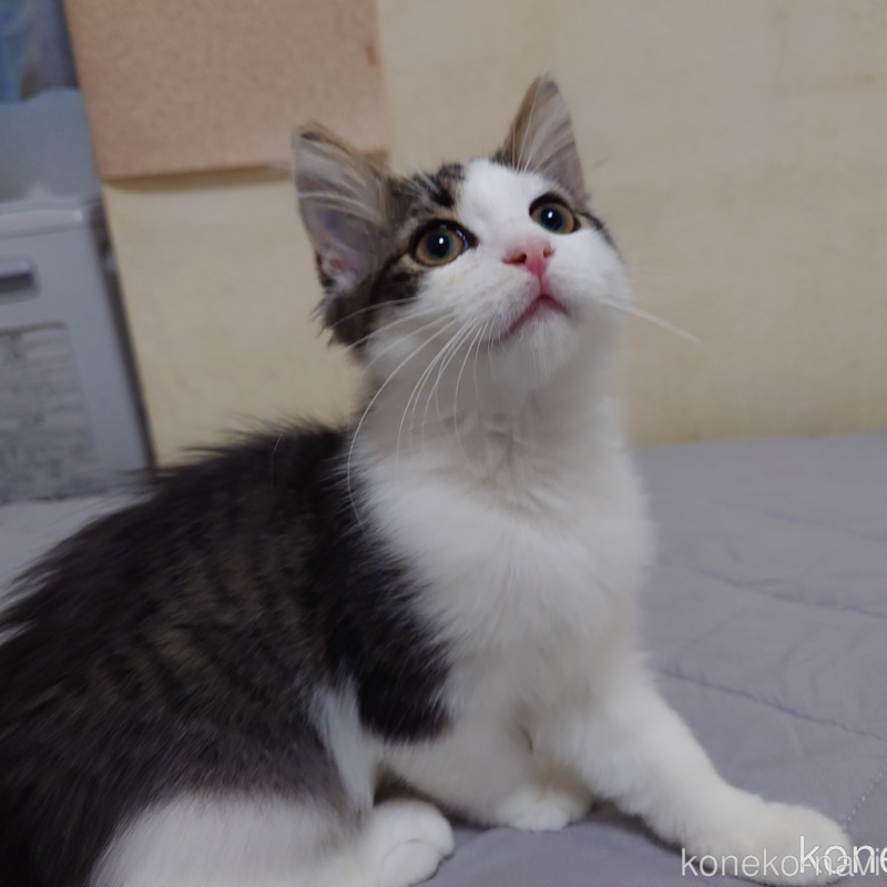 販売中の埼玉県のノルウェージャンフォレストキャット-118662