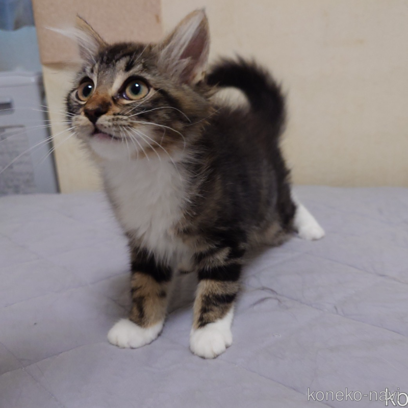 販売中の埼玉県のノルウェージャンフォレストキャット-118663