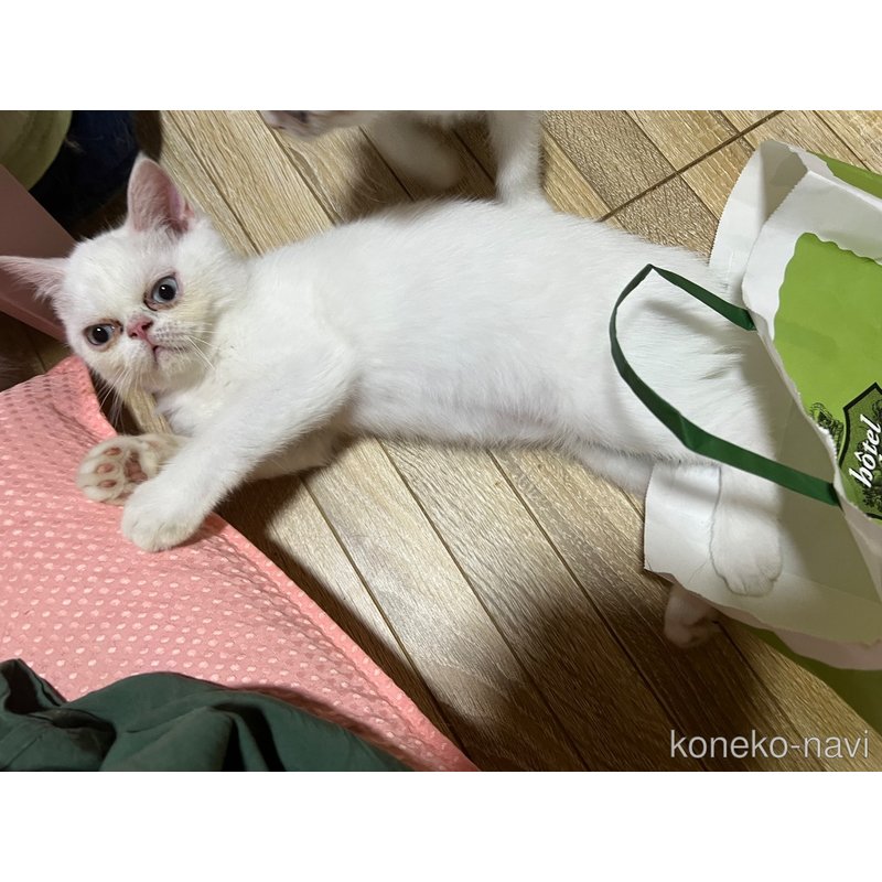 販売中の埼玉県のミックス-122377