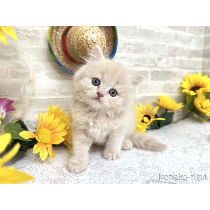 販売中の埼玉県のミヌエット-123478の6枚目